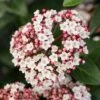 Groenblijvende Sneeuwbal (Viburnum Tinus 'Eve Price') -Directplant Winkel phbe06702 2 3