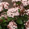 Sneeuwbal (Viburnum Tinus 'Lisa Rose')