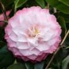 Camelia (Camellia Japonica 'Nuccio's Pearl') -Directplant Winkel phbe06841 1