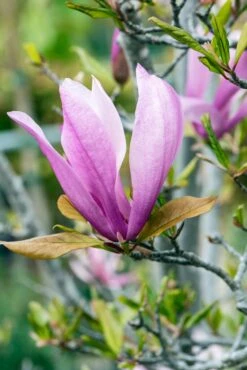 Meerstammige Beverboom (Magnolia 'Susan') -Directplant Winkel phbe06930