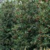Amerikaanse Hulst (Ilex 'Nellie R Stevens') -Directplant Winkel phbe08301