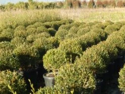 Steenlinde Als Bol (Phillyrea Angustifolia) -Directplant Winkel phillyrea angustifolia 1