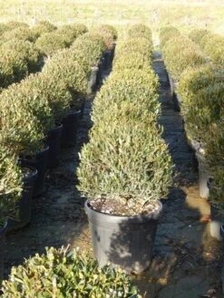 Steenlinde Als Bol (Phillyrea Angustifolia) -Directplant Winkel phillyrea angustifolia 3 1