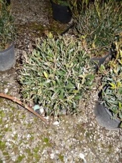 Steenlinde Als Bol (Phillyrea Angustifolia) -Directplant Winkel phillyrea angustifolia bol