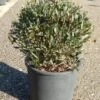 Steenlinde Als Bol (Phillyrea Angustifolia) -Directplant Winkel phillyrea angustifolia bol 2 1