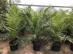 Canarische Dadelpalm (Phoenix Canariensis) -Directplant Winkel phoenix80