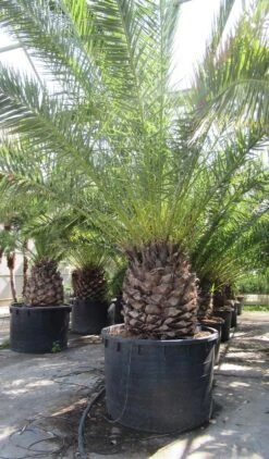 Canarische Dadelpalm (Phoenix Canariensis) -Directplant Winkel phoenix canariensi