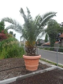 Canarische Dadelpalm (Phoenix Canariensis) -Directplant Winkel phoenix canariensis 250 300 c500 solitair