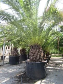 Canarische Dadelpalm (Phoenix Canariensis) -Directplant Winkel phoenix canariensis 2 1