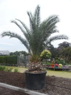 Canarische Dadelpalm (Phoenix Canariensis) -Directplant Winkel phoenix canariensis 350 400 c1000 solitair 1