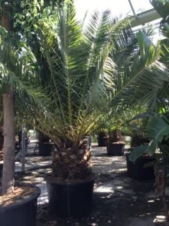 Canarische Dadelpalm (Phoenix Canariensis) -Directplant Winkel phoenix canariensis 350400cm 1