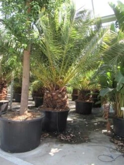 Canarische Dadelpalm (Phoenix Canariensis) -Directplant Winkel phoenix canariensis 3