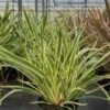 Nieuw-Zeelands Vlas (Phormium 'Duet') -Directplant Winkel phormium