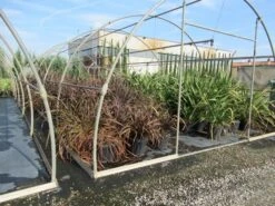Nieuw Zeelands Vlas (Phormium Tenax 'Purpureum') -Directplant Winkel phormium 1 1