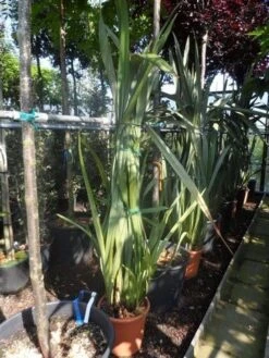 Nieuw Zeelands Vlas (Phormium Tenax) -Directplant Winkel phormium tenax 150 175 c25 1