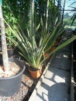 Nieuw Zeelands Vlas (Phormium Tenax) -Directplant Winkel phormium tenax c7