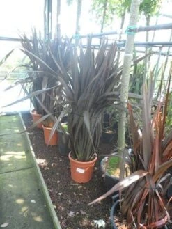 Nieuw Zeelands Vlas (Phormium Tenax 'Purpureum') 13 Nieuw Zeelands Vlas (Phormium Tenax 'Purpureum') -Directplant Winkel phormium tenax purpureum 100 125 c25 2