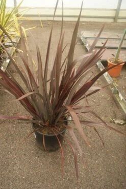 Nieuw Zeelands Vlas (Phormium Tenax 'Purpureum') 11 Nieuw Zeelands Vlas (Phormium Tenax 'Purpureum') -Directplant Winkel phormium tenax purpureum 2 2