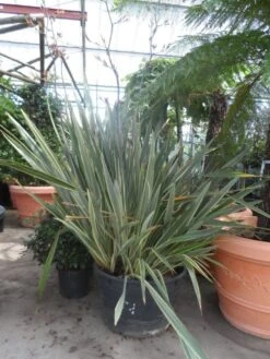Nieuw Zeelands Vlas (Phormium Tenax 'Variegatum') 9 Nieuw Zeelands Vlas (Phormium Tenax 'Variegatum') -Directplant Winkel phormium tenax variegatum 150 200 c240 1