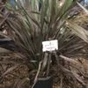 Nieuw Zeelands Vlas (Phormium Colensoi 'Platt's Black')
