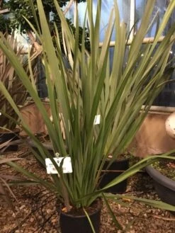 Nieuw Zeelands Vlas (Phormium Tenax 'Pink Stripe') -Directplant Winkel phorniumtenax02