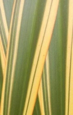 Nieuw Zeelands Vlas (Phormium Tenax 'Golden Ray') -Directplant Winkel phorniumtenaxgr01 2