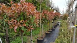 Glansmispel Op Stam (Photinia Fraseri 'Red Robin') -Directplant Winkel photinia
