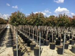 Glansmispel Op Stam (Photinia Fraseri 'Red Robin') -Directplant Winkel photinia 120 140cm stam