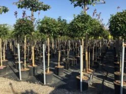 Glansmispel Op Stam (Photinia Fraseri 'Red Robin') -Directplant Winkel photinia 120 140cm stam 2