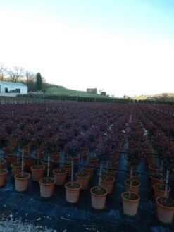 Glansmispel Op Stam (Photinia Fraseri 'Carré Rouge') -Directplant Winkel photinia carre rouge