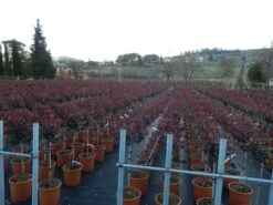 Glansmispel Op Stam (Photinia Fraseri 'Carré Rouge') -Directplant Winkel photinia carre rouge 3