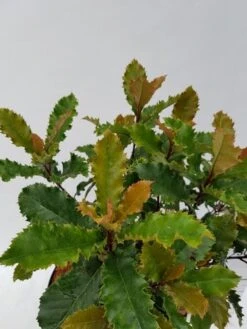 Glansmispel (Photinia Serratifolia ‘Crunchy’) 10 Glansmispel (Photinia Serratifolia ‘Crunchy’) -Directplant Winkel photinia fraseri crunchy week 22 detail 1600x1200