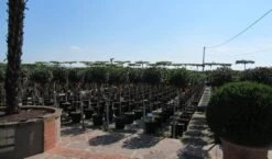 Glansmispel Op Stam (Photinia Fraseri 'Little Red Robin') -Directplant Winkel photinia fraseri little red robin halfstam