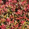 Glansmispel (Photinia Fraseri 'Mandarino') -Directplant Winkel photinia fraseri mandarino 1