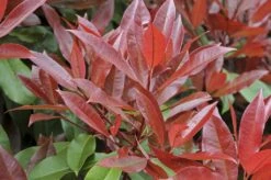 Glansmispel Halfstam Als Leiboom (Photinia Fraseri 'Red Robin') -Directplant Winkel photinia fraseri red robin01
