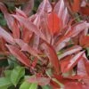 Glansmispel Als Leivorm (Photinia Fraseri 'Red Robin') 1 Glansmispel Als Leivorm (Photinia Fraseri 'Red Robin') -Directplant Winkel photinia fraseri red robin01 3