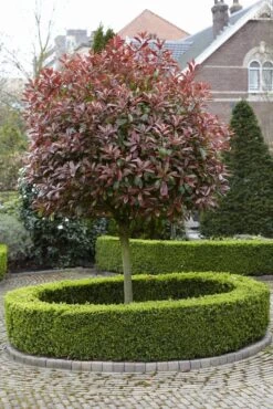 Glansmispel Als Boom (Photinia Fraseri 'Red Robin') -Directplant Winkel photinia fraseri red robin02