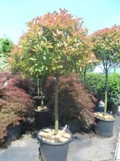 Glansmispel Op Stam (Photinia Fraseri 'Red Robin') -Directplant Winkel photinia fraseri red robin 100 120stam c110 extra