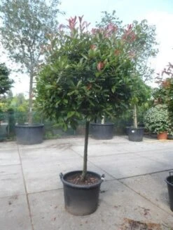 Glansmispel Op Stam (Photinia Fraseri 'Red Robin') -Directplant Winkel photinia fraseri red robin 100stam c160 solitair