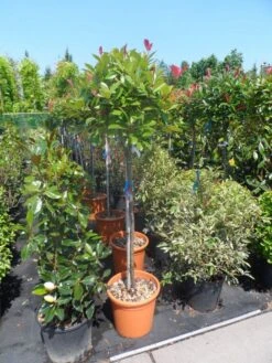 Glansmispel Op Stam (Photinia Fraseri 'Red Robin') -Directplant Winkel photinia fraseri red robin 100stam c20