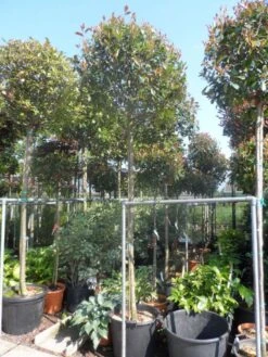 Glansmispel Als Boom (Photinia Fraseri 'Red Robin') -Directplant Winkel photinia fraseri red robin 12 14 16ho cont