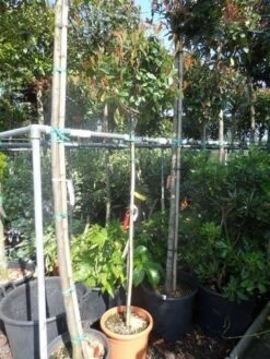 Glansmispel Op Stam (Photinia Fraseri 'Red Robin') -Directplant Winkel photinia fraseri red robin 150stam c25