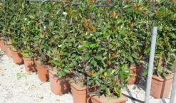 Glansmispel Als Leivorm (Photinia Fraseri 'Red Robin') -Directplant Winkel photinia fraseri red robin 52x110 leivorm 2 1