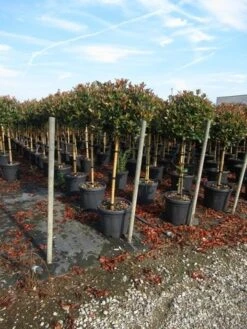 Glansmispel Op Stam (Photinia Fraseri 'Red Robin') -Directplant Winkel photinia fraseri red robin halfstam 2