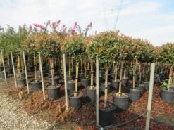 Glansmispel Op Stam (Photinia Fraseri 'Red Robin') -Directplant Winkel photinia fraseri red robin halfstam 3