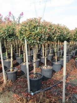 Glansmispel Op Stam (Photinia Fraseri 'Red Robin') -Directplant Winkel photinia fraseri red robin halfstam 4