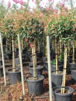 Glansmispel Op Stam (Photinia Fraseri 'Red Robin') -Directplant Winkel photinia fraseri red robin halfstam 5