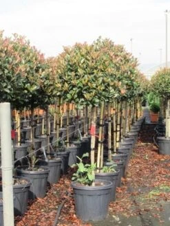 Glansmispel Op Stam (Photinia Fraseri 'Red Robin') -Directplant Winkel photinia fraseri red robin halfstam 6