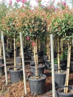 Glansmispel Op Stam (Photinia Fraseri 'Red Robin') -Directplant Winkel photinia fraseri red robin halfstam 7