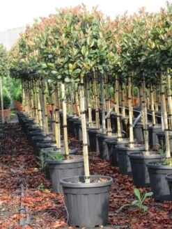 Glansmispel Op Stam (Photinia Fraseri 'Red Robin') -Directplant Winkel photinia fraseri red robin halfstam 8